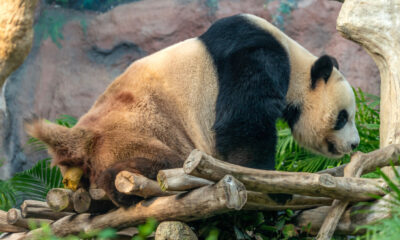 Les crottes de panda géant ont conduit les scientifiques vers un champignon jamais vu auparavant