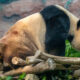 Les crottes de panda géant ont conduit les scientifiques vers un champignon jamais vu auparavant