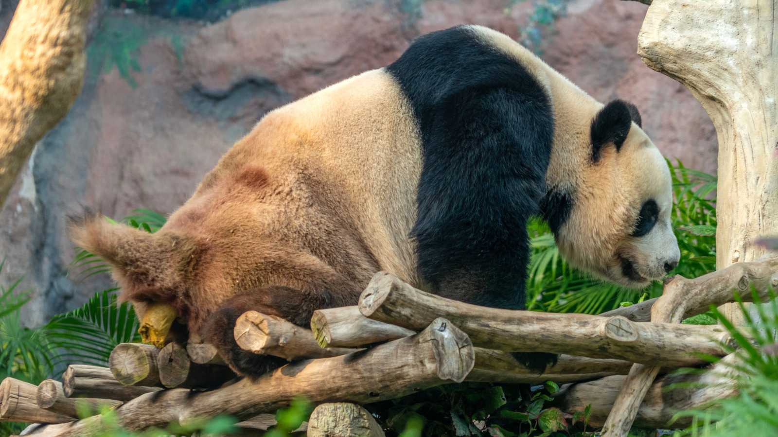 Les crottes de panda géant ont conduit les scientifiques vers un champignon jamais vu auparavant