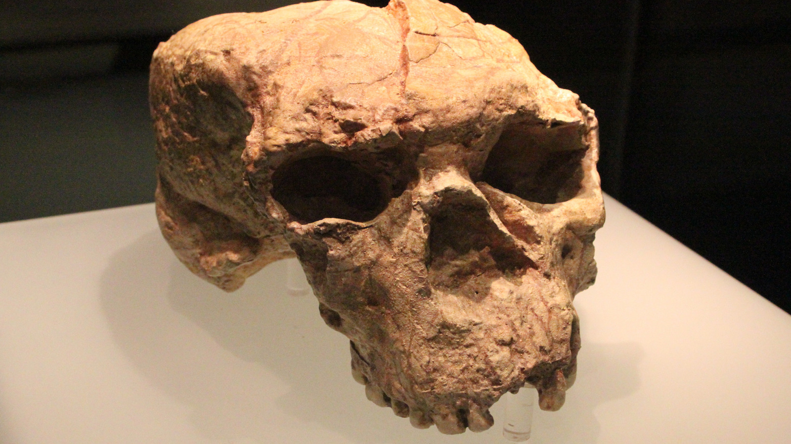 Des scientifiques ont reconstruit un crâne vieux d'un million d'années. Ils ne s'attendaient pas à ce qui se passerait ensuite.