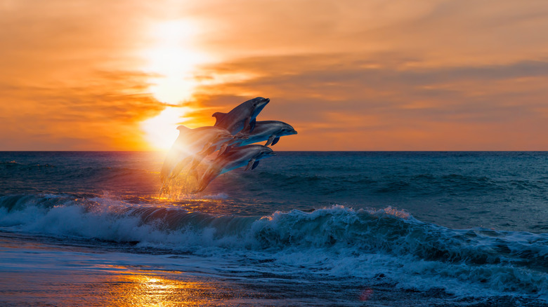 Dauphins sautant des vagues de l'océan au coucher du soleil