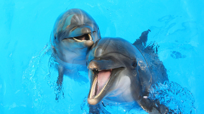 Deux dauphins avec la tête hors de l'eau et la bouche ouverte