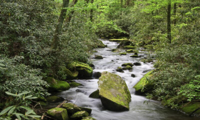 Oubliez le parc national des Great Smoky Mountains, cette forêt peu fréquentée offre de superbes randonnées