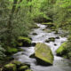 Oubliez le parc national des Great Smoky Mountains, cette forêt peu fréquentée offre de superbes randonnées