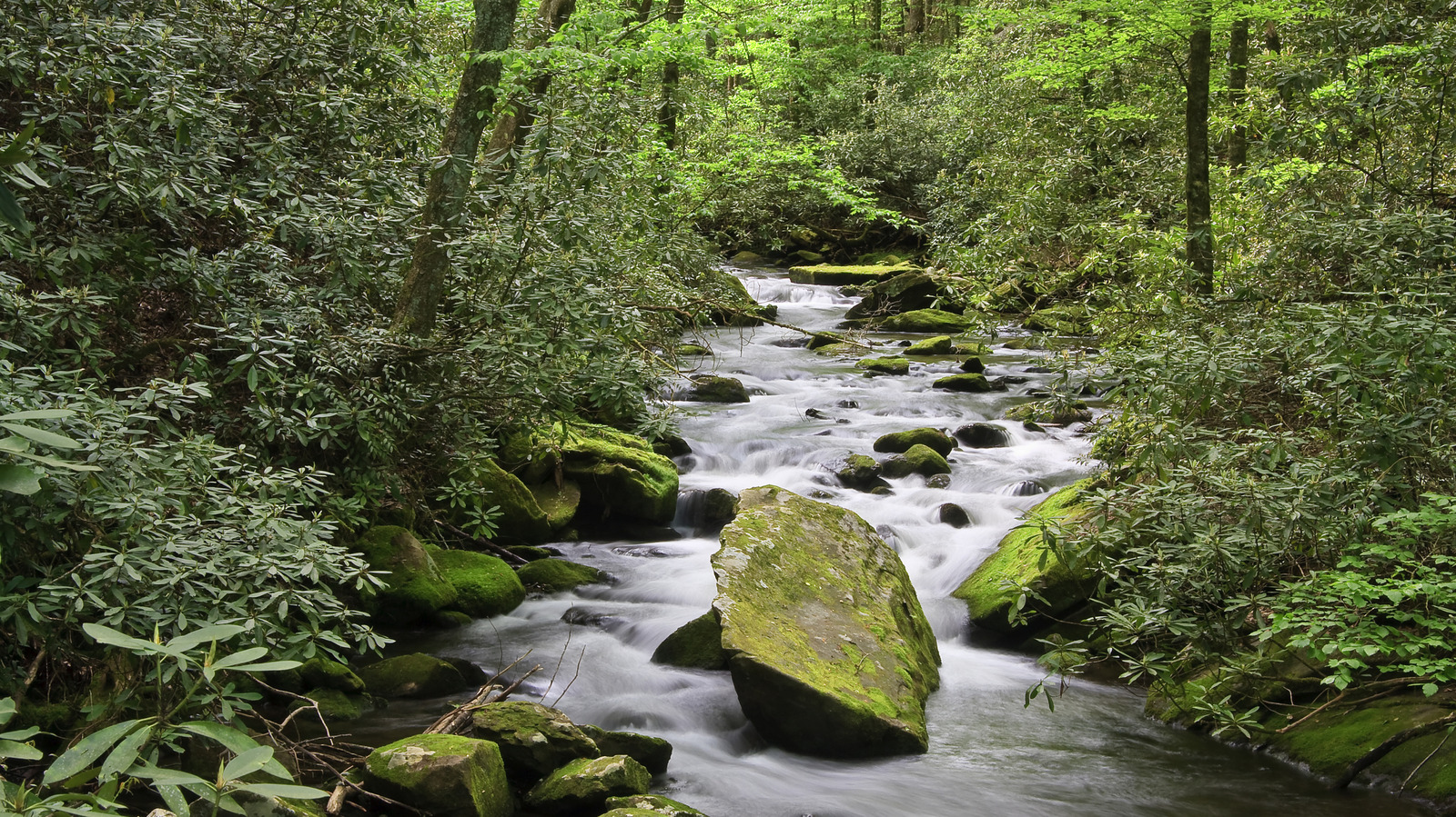 Oubliez le parc national des Great Smoky Mountains, cette forêt peu fréquentée offre de superbes randonnées