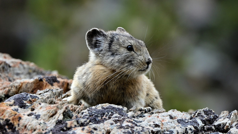 Petit mammifère ressemblant à un rongeur nommé pika.
