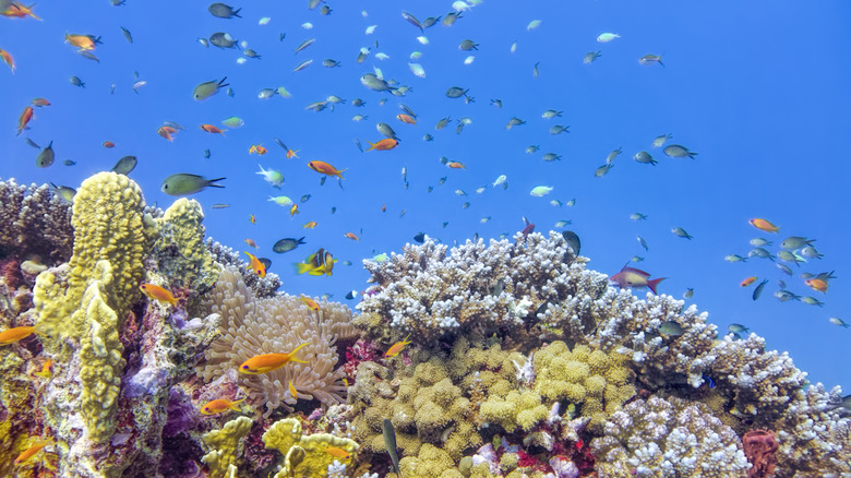 Un récif de corail rempli de poissons