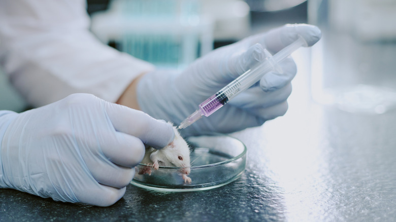 Une souris se fait injecter dans un laboratoire