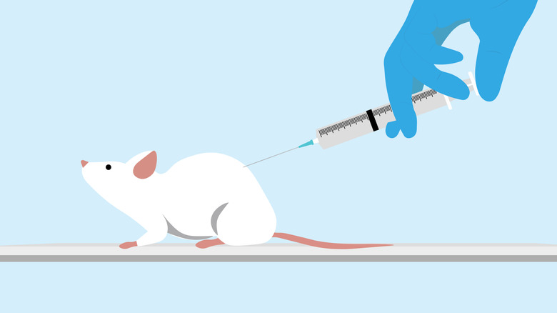 Une souris se fait injecter une main gantée