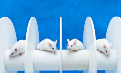 Des scientifiques ont transplanté du tissu cérébral humain chez des souris. Voici ce qui s'est passé ensuite