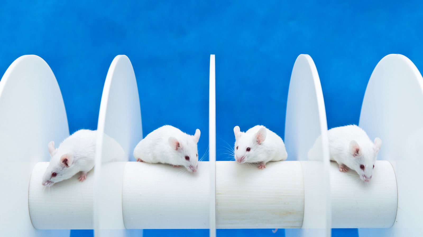 Des scientifiques ont transplanté du tissu cérébral humain chez des souris. Voici ce qui s'est passé ensuite