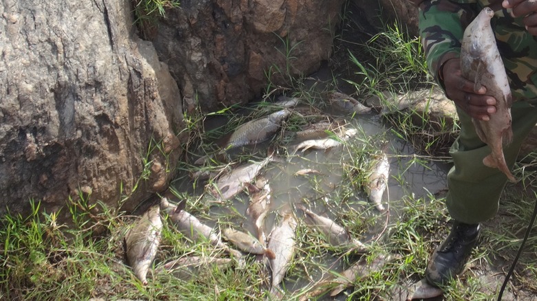 Groupe de poissons éléphants morts au sol à côté d'un Mara Conservancy Ranger inspectant l'un d'eux