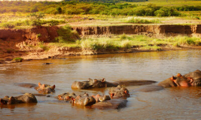 La réaction en chaîne mortelle des crottes d'hippopotames peut se déclencher dans les rivières