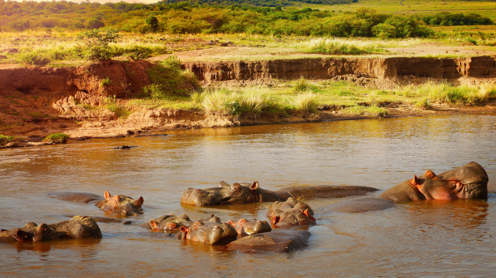 La réaction en chaîne mortelle des crottes d'hippopotames peut se déclencher dans les rivières