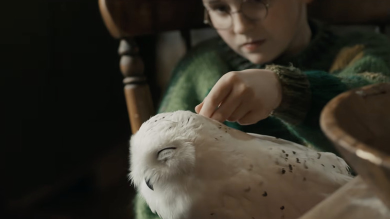 Harry caresse Hedwige dans Harry Potter et la pierre philosophale