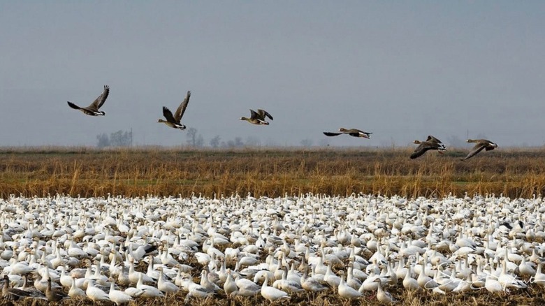 Des milliers d'oies migratrices au Sacramento National Wildlife Refuge, près de Willows, en Californie