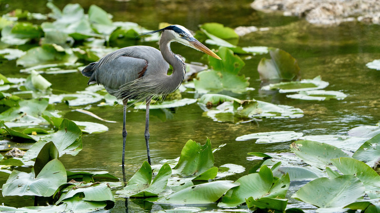 Héron bleu debout dans l'eau