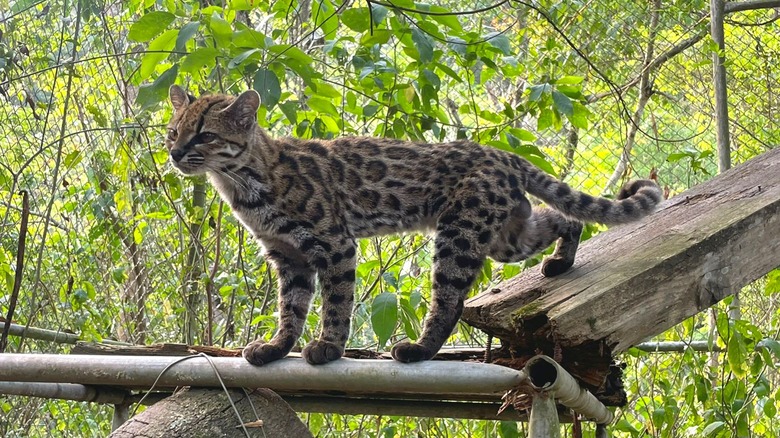 Un Leopardus tilcayo dans un enclos de conservation