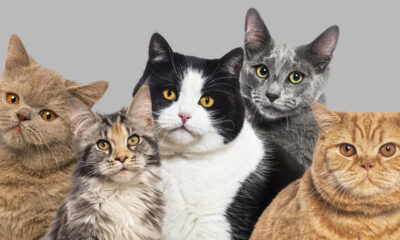 Des scientifiques viennent de découvrir la première nouvelle espèce de chat depuis plus de 100 ans