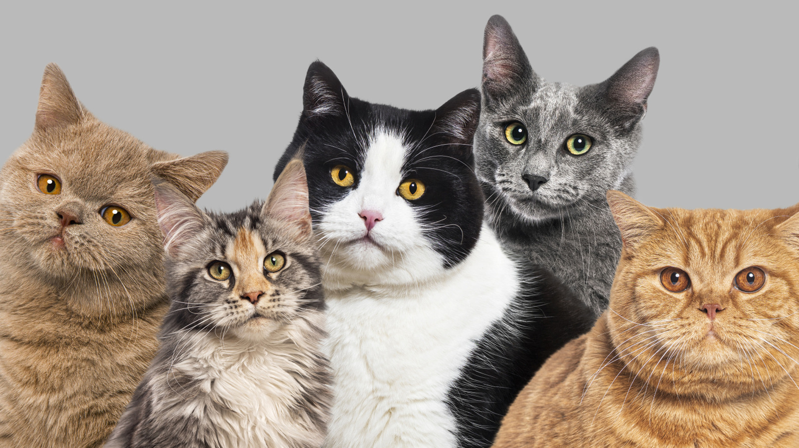 Des scientifiques viennent de découvrir la première nouvelle espèce de chat depuis plus de 100 ans