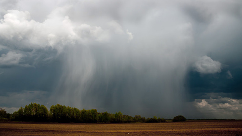 Orage déversant de fortes pluies sur les arbres