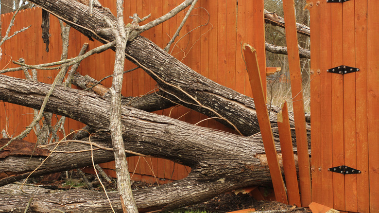 Clôture endommagée par un arbre tombé lors d'une tempête