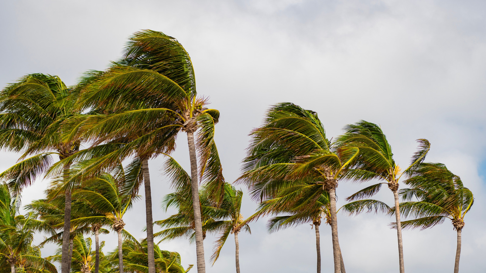 Dans les années 40, des scientifiques ont jeté de la neige carbonique dans un ouragan. Ils ne s'attendaient pas à ce qui se passerait ensuite.
