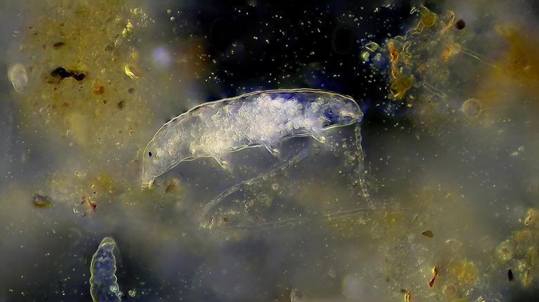 Tardigrades au microscope entouré d'algues