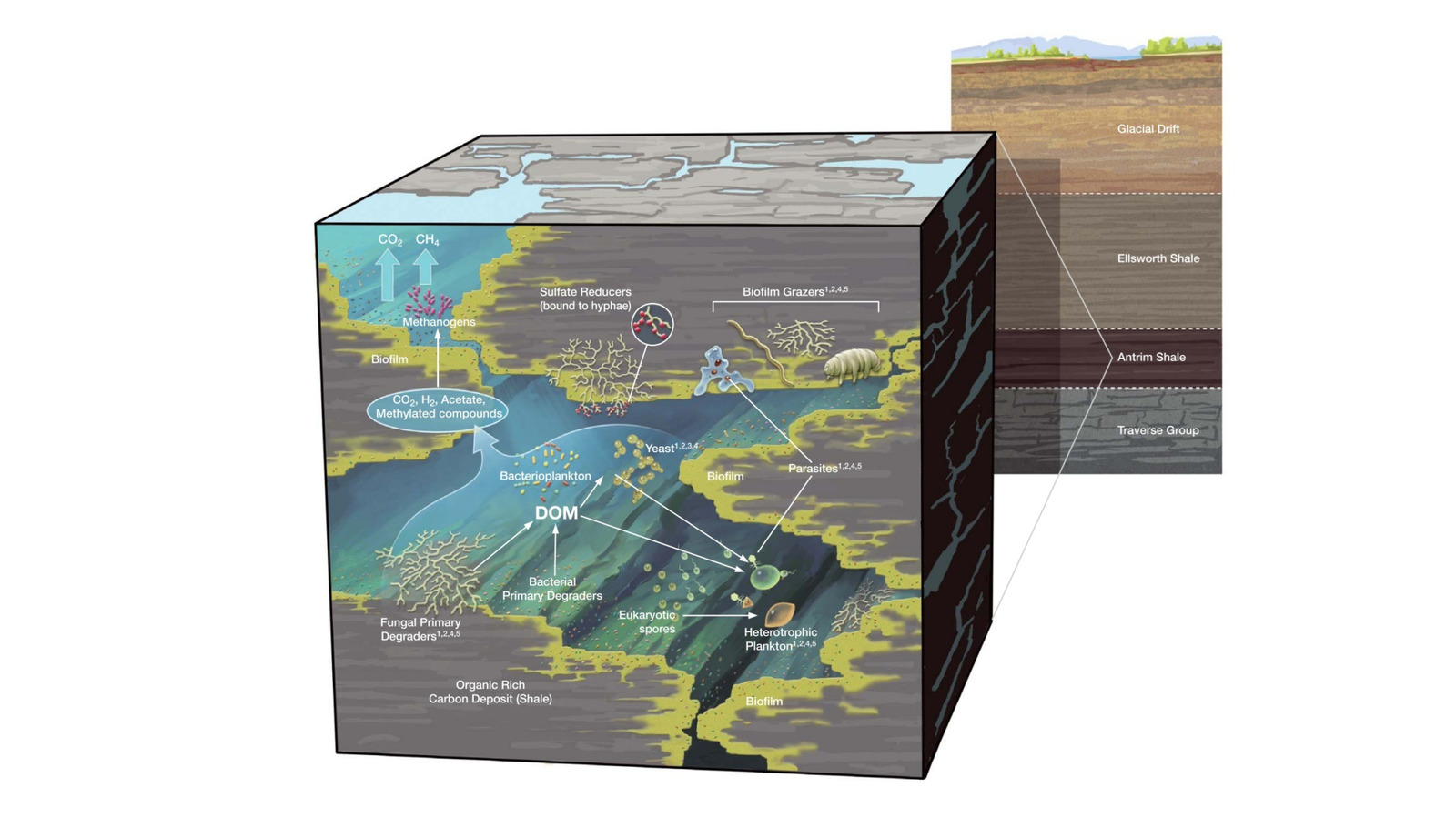 Des scientifiques ont fouillé à plus de 1 800 pieds sous terre et ont découvert un monde caché de vie