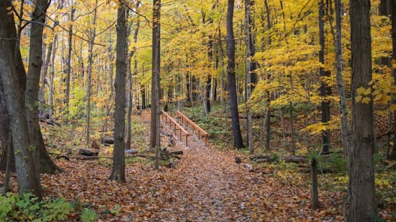un sentier menant à travers les bois dans le parc Eagle Creek à Indianapolis
