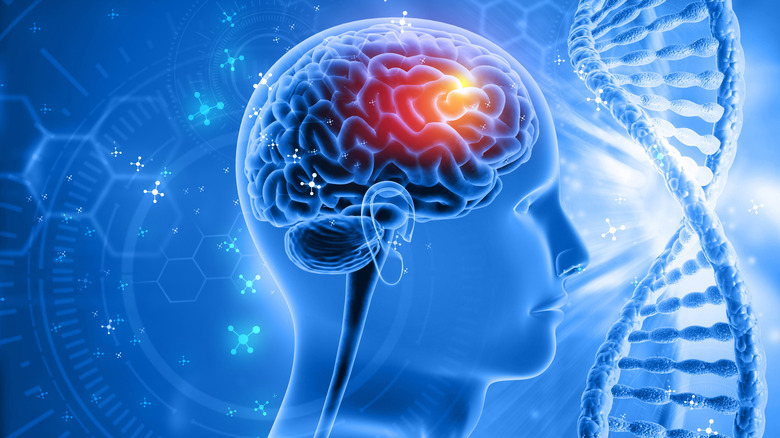 Un rendu du cerveau humain