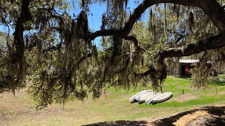 Canoës sur l'herbe avec de la mousse espagnole suspendue aux arbres