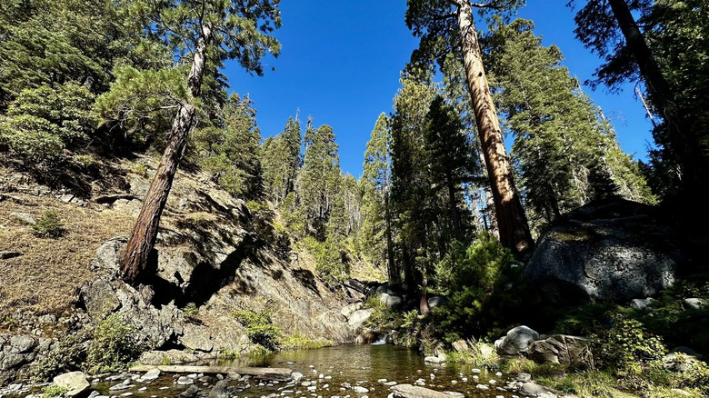 De grands arbres et un étang avec des rochers dans la forêt d'État de démonstration de Mountain Home