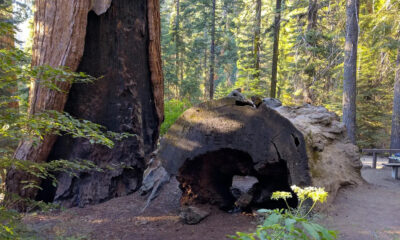 Oubliez le parc national Sequoia, cette forêt californienne est tout aussi épique sans la foule