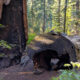 Oubliez le parc national Sequoia, cette forêt californienne est tout aussi épique sans la foule