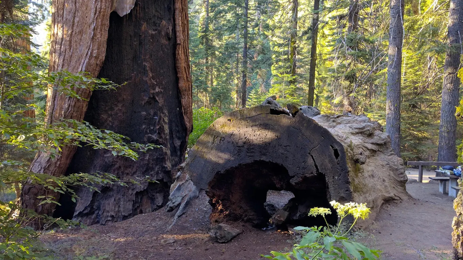 Oubliez le parc national Sequoia, cette forêt californienne est tout aussi épique sans la foule