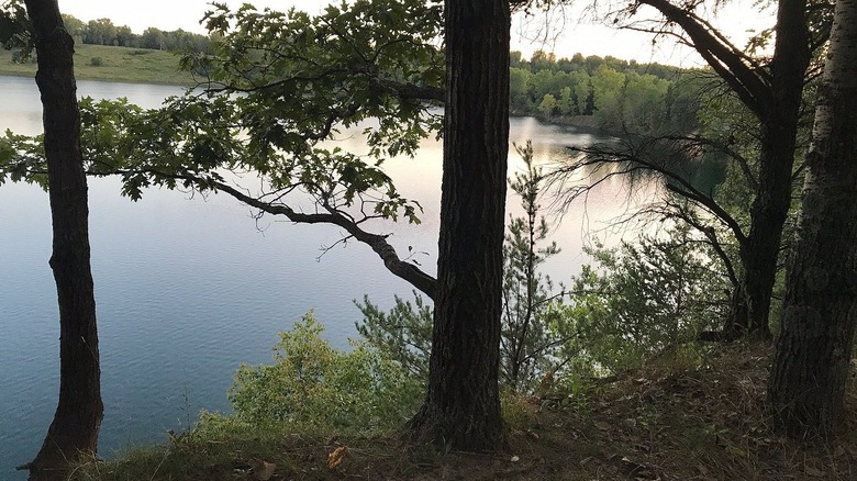 Arbres sur un rivage élevé surplombant un lac