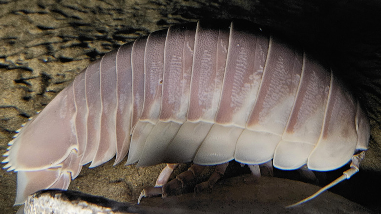 Une photo de Bathynomus giganteus