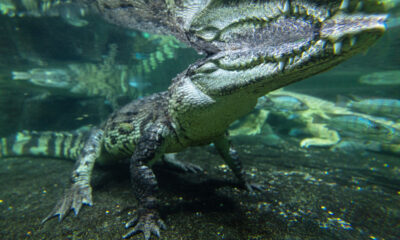 Les scientifiques ont mis 3 alligators morts à 6 600 pieds de profondeur. Ils ne s'attendaient pas à ce qui se passera ensuite