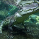 Les scientifiques ont mis 3 alligators morts à 6 600 pieds de profondeur. Ils ne s'attendaient pas à ce qui se passera ensuite