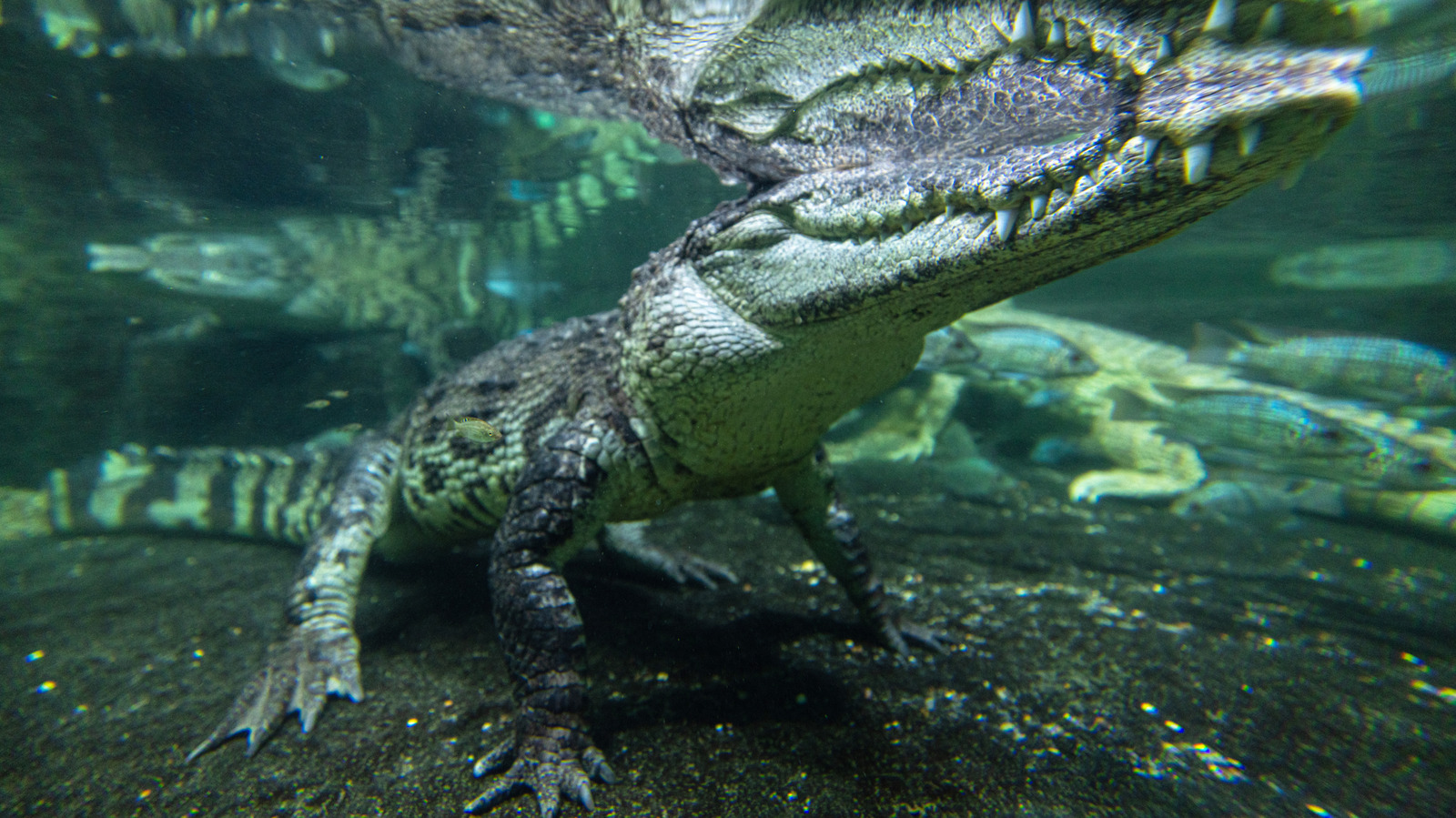 Les scientifiques ont mis 3 alligators morts à 6 600 pieds de profondeur. Ils ne s'attendaient pas à ce qui se passera ensuite