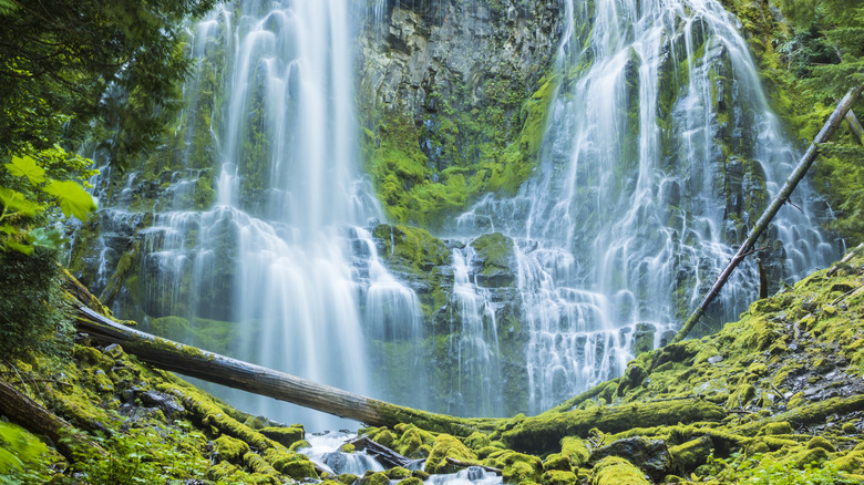 Cascades jumelles de Proxy Falls entourées de falaises de granit couvertes de mousse dans la forêt de Williamette