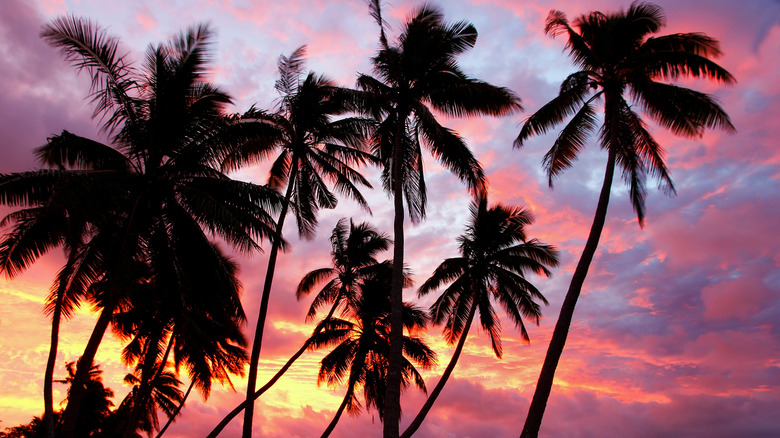 coucher de soleil coloré sur l'île d'Ofu avec des palmiers silhouettés