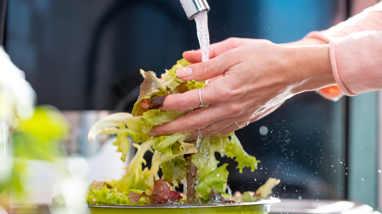 Mains tenant des feuilles de laitue sous le robinet de la cuisine