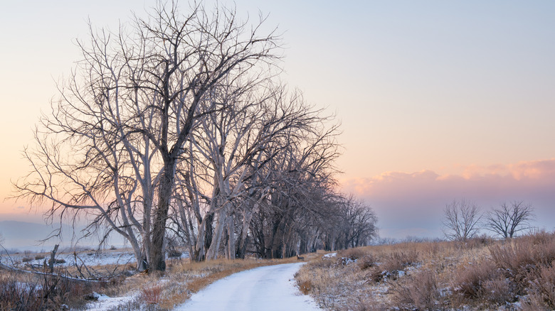Arbres à feuilles caduques nus bordant le sentier de la voie verte enneigé au crépuscule