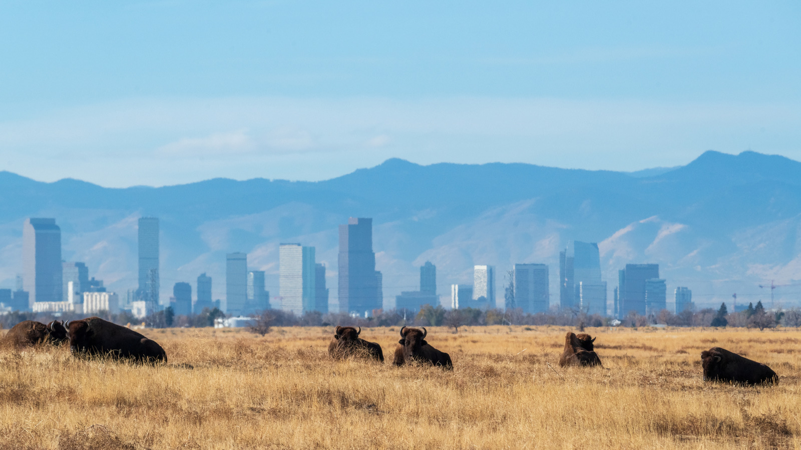 L'ancienne usine d'armes du Colorado est désormais un refuge de 15 000 acres avec une promenade gratuite de 11 milles pour la faune