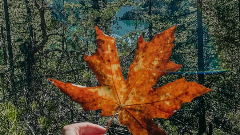 Personne tenant une grande feuille rouge contre des arbres à feuilles persistantes sur une montagne dans le parc national des North Cascades, Washington