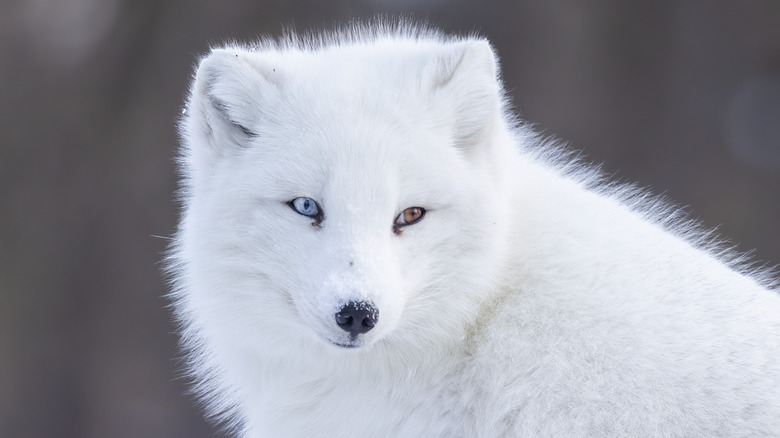 Un portrait d'un renard arctique
