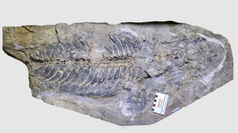 Le fossile d'A. supinatus, un gros rocher avec l'impression d'une créature ressemblant à une salamandre