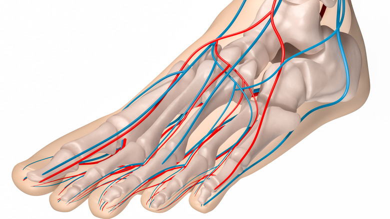 Illustration médicale montrant les artères (rouges) et les veines (bleues) du pied